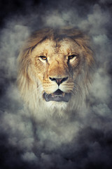 Lion in smoke on dark background
