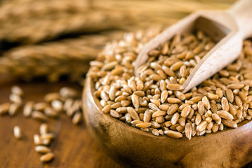 spelt seeds in the bowl