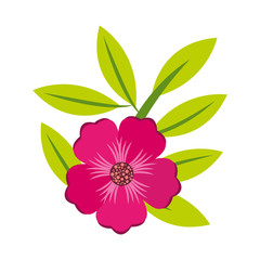 flower plant decoration isolated icon vector illustration design