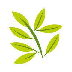 leafs plant decoration isolated icon vector illustration design