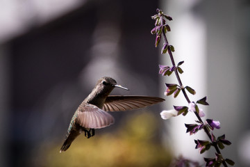 Hummingbird