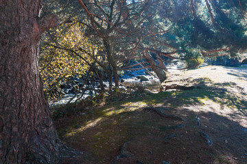 Bosque cerca de río / Bosque cercano a río con sombras