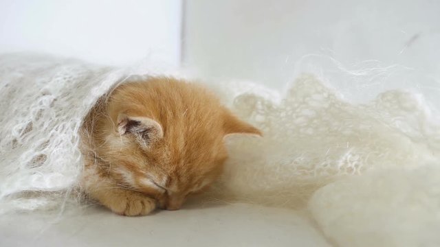 redhead little kitten asleep wrapped in a knitted shawl cat downy video
