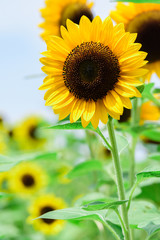 Obraz premium Helianthus annuus(Sunflower)