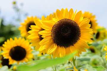 Obraz premium Helianthus annuus(Sunflower) 