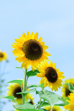Helianthus annuus(Sunflower)
