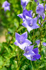 Platycodon grandiflorus flower
