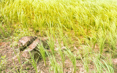 Mountain Rice Field