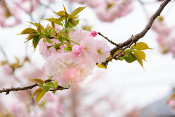 Double cherry blossoms
