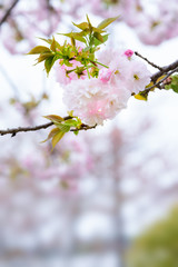 Double cherry blossoms
