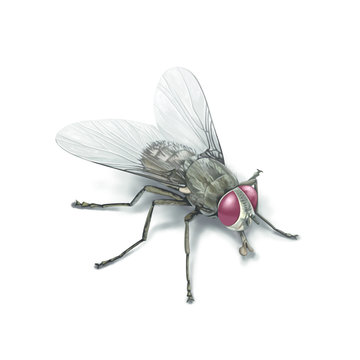 A housefly isolated on white