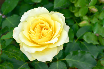 Yellow rose

