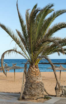 An image of  palm tree in the blue sunny sky
