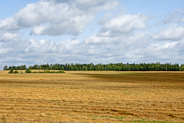 Fototapeta premium Field landscape