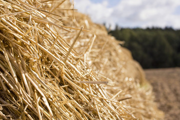 Sunny hay macro texture