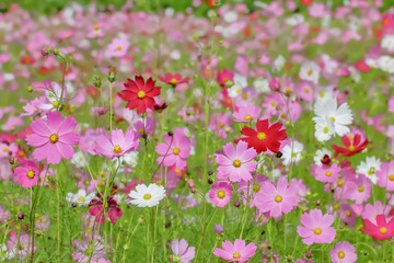 ピンク色と赤色のコスモスの花