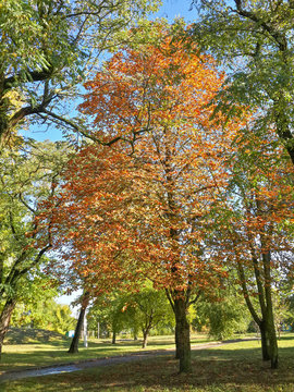 Beautiful autumn colorful trees in the park/Beautiful autumn colorful trees in the park