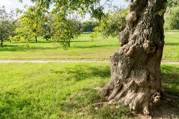 Fototapeta premium Deformed Trunk Tree