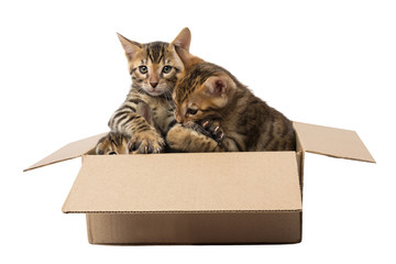 cuddling kittens in box