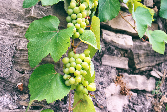 Green grape vine on a stone wall