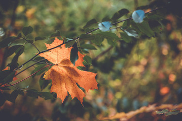 Autumn fallen leaf close up with copy space
