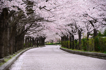 Cherry blossom road, Kyoto Japan.
