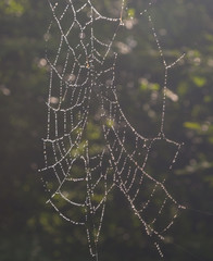 Spider's net with waterdrops