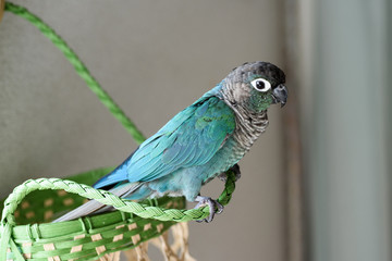 ウロコインコのりんちゃん