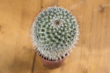 a plant of small Cactus in pot, isolated.