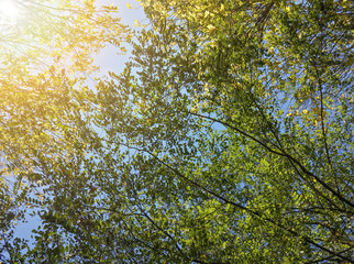 Beautiful branches of autumn trees in the morning sunshine/Beautiful branches of autumn trees in the morning sunshine