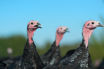 Many turkeys at the farm