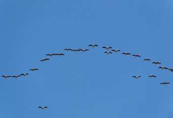 Many cranes in the air