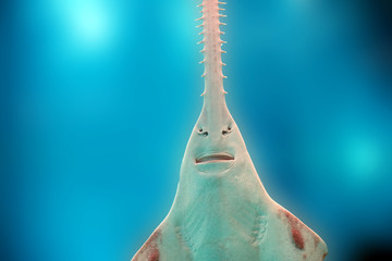 Fototapeta premium sawfish underwater close up detail