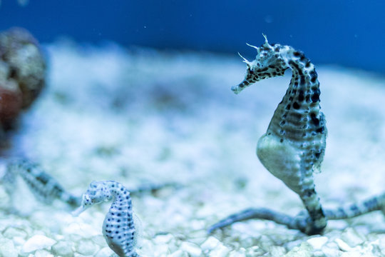 sea horse in the blue