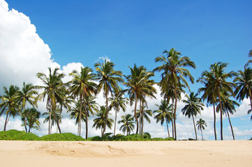 Fototapeta na wymiar Palms on the beach