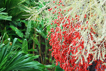 Red palm berries