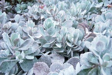 Silver succulents in a garden
