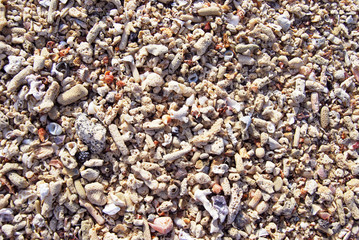 Sea shells treasures
