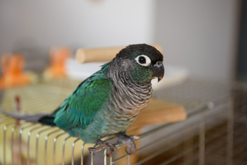 ウロコインコのりんちゃん