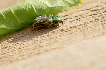 Green May Beetle