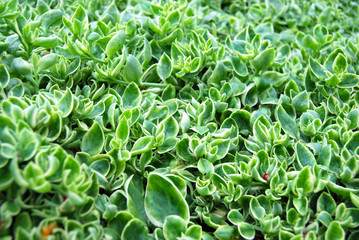 Green leaves succulent bush