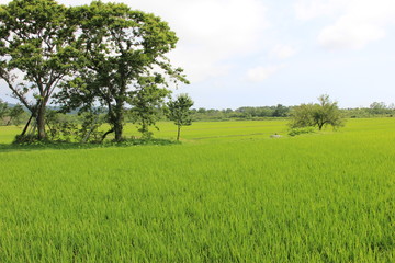 水田(北海道)