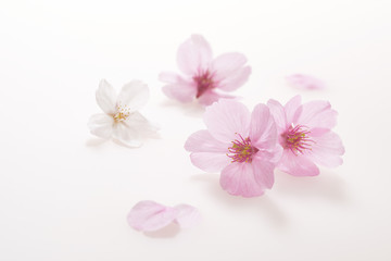 Naklejka na ściany i meble 桜の花　白い背景