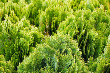 Young green cypress fresh background