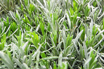 Young rosemary spice flower bed