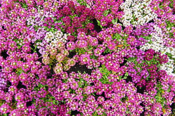 Pink, white, purple alyssum flower bed