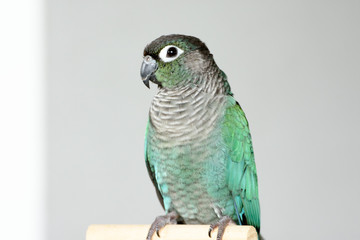 ウロコインコのりんちゃん