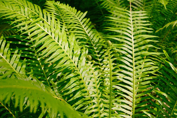 Fern leaves