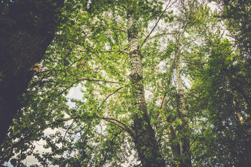 Fototapeta premium Green Summer Trees