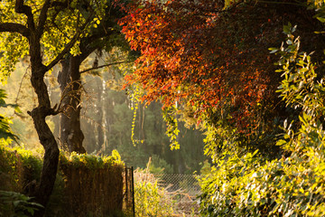 Obraz premium Bosque / Bosque con luz cálida de la tarde